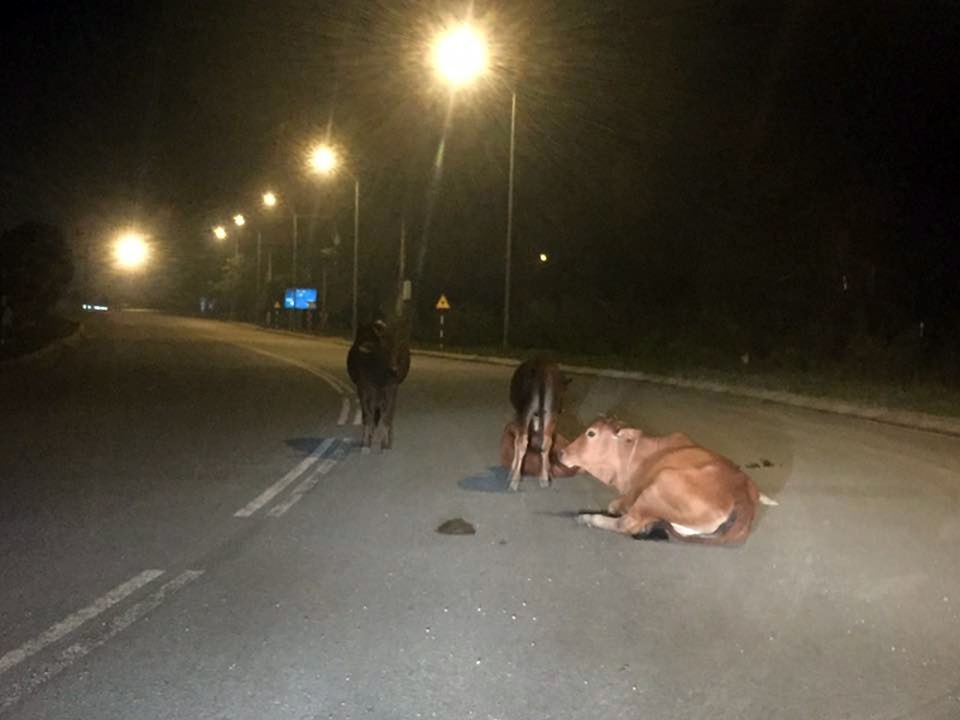 Rợn người những cú bẻ lái tránh... bò trên quốc lộ 1A - 16
Vào ban đêm, đặc biệt là mỗi lần mất điện, những đàn bò như thế này chính là những cái bẫy chết người.
