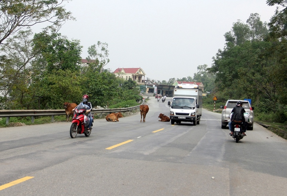 Rợn người những cú bẻ lái tránh... bò trên quốc lộ 1A - 13 Vì đàn bò an tọa, chiếm hết lòng đường tại địa phận xã Xuân Lam, huyện Nghi Xuân, nên mỗi lần đi qua, các tài xế buộc phải chạy sang làn đường của xe đối diện. Để tránh tai nạn, những chiếc xe chạy ngược chiều chỉ còn cách lách hẳn vào lề đường.
