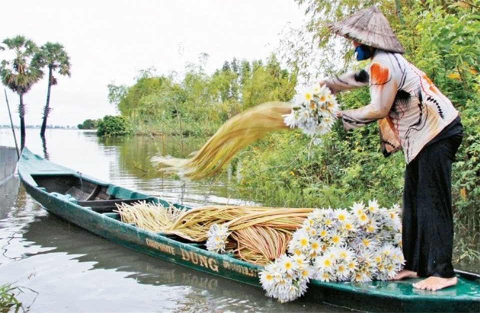 Đến An Giang, thưởng thức các món ăn từ bông súng - 2 Vì bông súng dài quá nên để dễ di chuyển, người dân phải khoanh tròn lại thành bó.