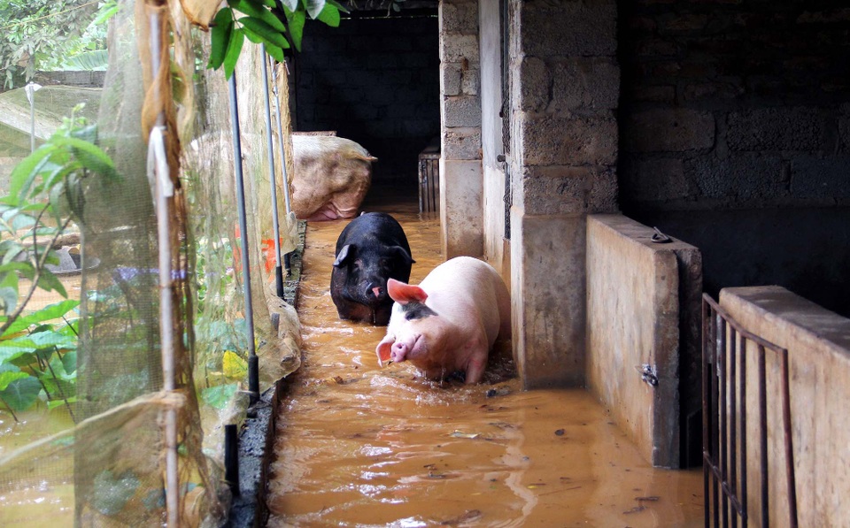Mưa lớn, bùn đất ngập cao cả mét trong nhà dân - 1 Mưa lớn, bùn đất ngập cao cả mét trong nhà dân - 1