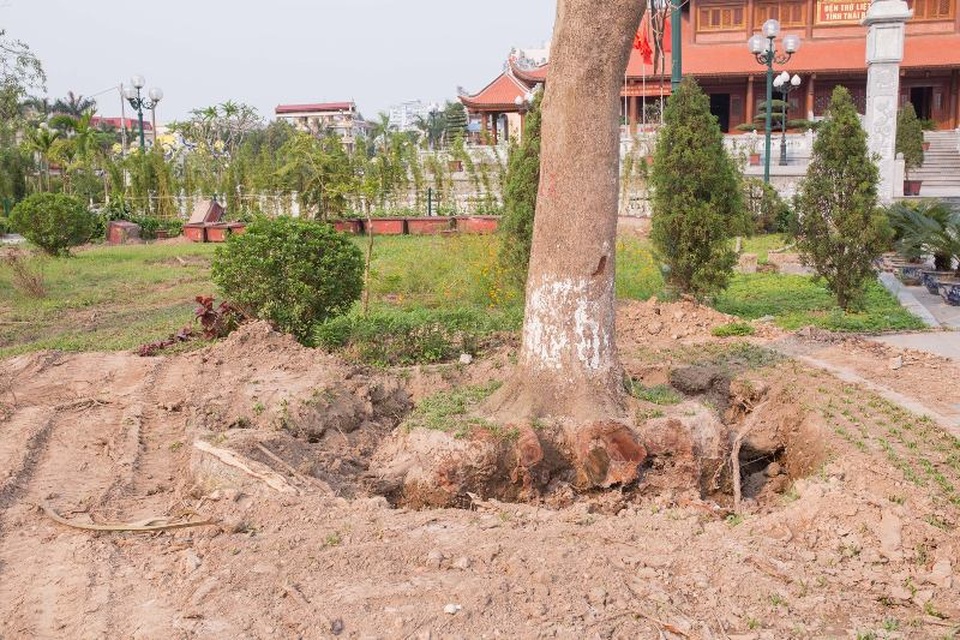 
Một cây xanh đã được đánh bầu chờ ngày di chuyển
