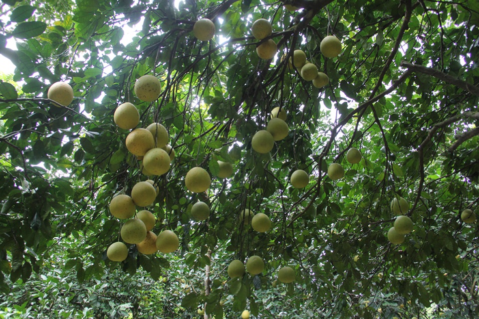 Mê hoặc vườn bưởi Phúc Trạch hàng ngàn quả phục vụ tết Trung thu - 5
Ông Cao Đình Tượng, chồng bà Thanh cho biết, trước khi cơn bão số 10 đổ bộ vào Miền Trung vừa qua, vườn bưởi có trên 7000 quả. Toàn bộ được ém, xuất bán vào cuối mùa để đạt giá trị cao nhất. Dù nằm ở vị trí kín gió, nhưng trong cơn bão số 10 vừa qua vườn bưởi quý đã rụng mất gần 2000 quả. Số bưởi này sau đó cũng đã được xuất bán cho thương lái.