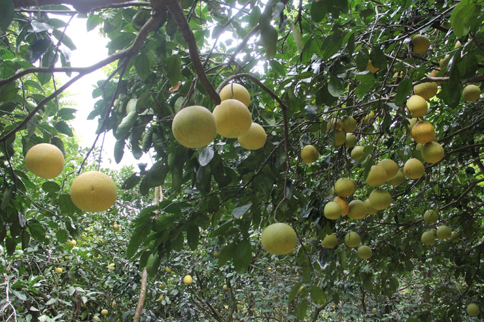 Mê hoặc vườn bưởi Phúc Trạch hàng ngàn quả phục vụ tết Trung thu - 7
Đối với thương lái, do đây là vườn bưởi được đánh giá là chất lượng với quả tròn, chắc, tép bưởi thơm ngọt, nên năm nào thương lái cũng đổ xô đến đây để đặt hàng. Nhiều thương lái còn đặt mua nguyên cả cây.