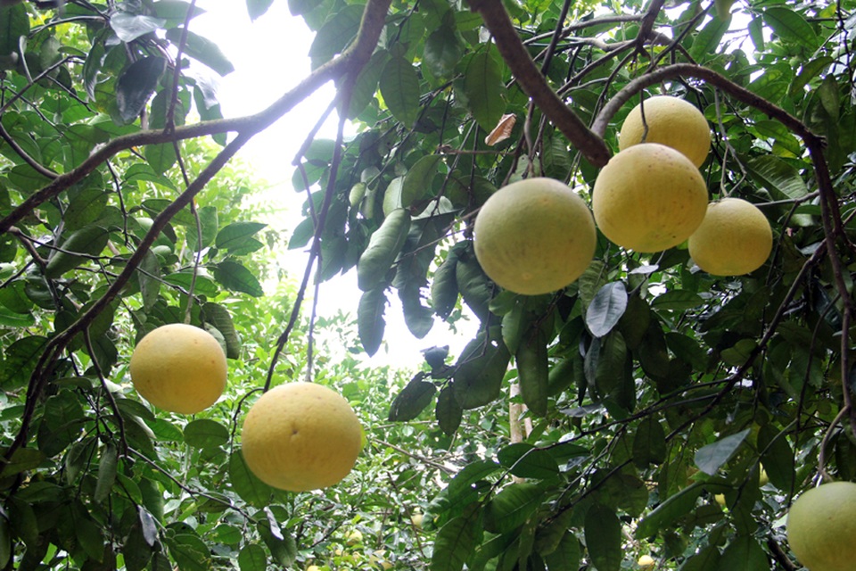 Mê hoặc vườn bưởi Phúc Trạch hàng ngàn quả phục vụ tết Trung thu - 8 Mê hoặc vườn bưởi Phúc Trạch hàng ngàn quả phục vụ tết Trung thu - 8