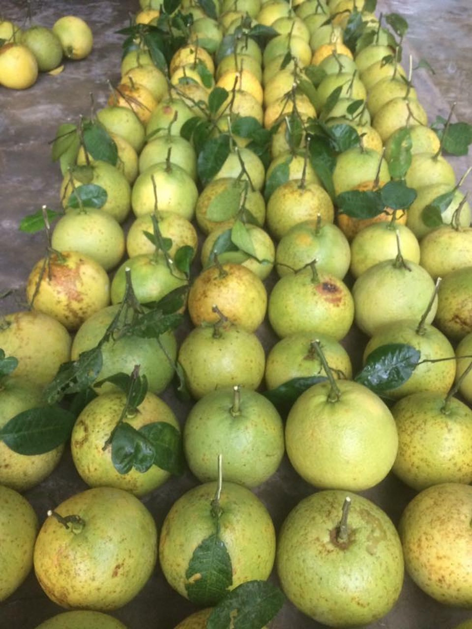 Đến tận ga Phúc Trạch vẫn "ăn quả lừa" bưởi nhái - 4 Đến tận ga Phúc Trạch vẫn "ăn quả lừa" bưởi nhái - 4