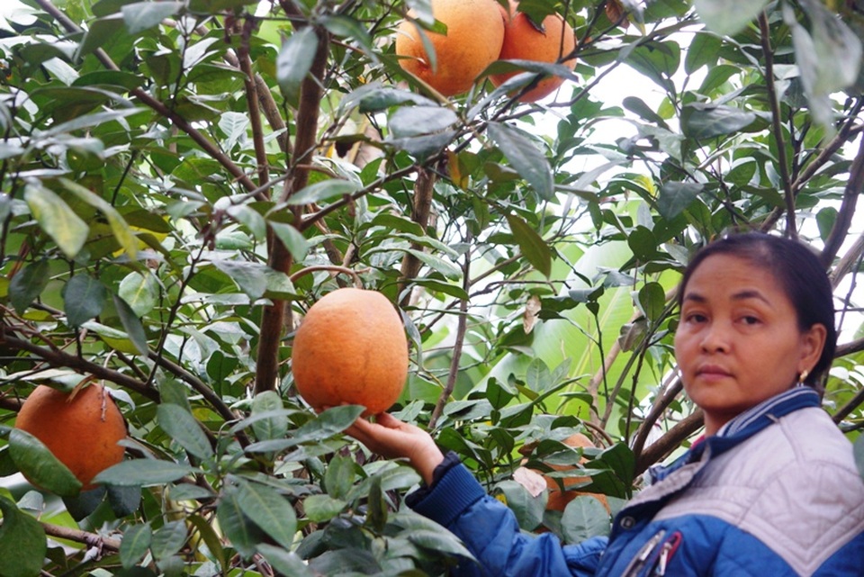 Bưởi tiến vua “cháy hàng" trước Tết - 1 Làng luận văn, xã Thọ Xương, huyện Thọ Xuân nằm cách trung tâm thành phố Thanh Hóa 50 km về phía Tây. Đây là nơi nổi tiếng với giống bưởi đỏ vốn là sản vật dâng tiến vua vào thời hậu Lê.