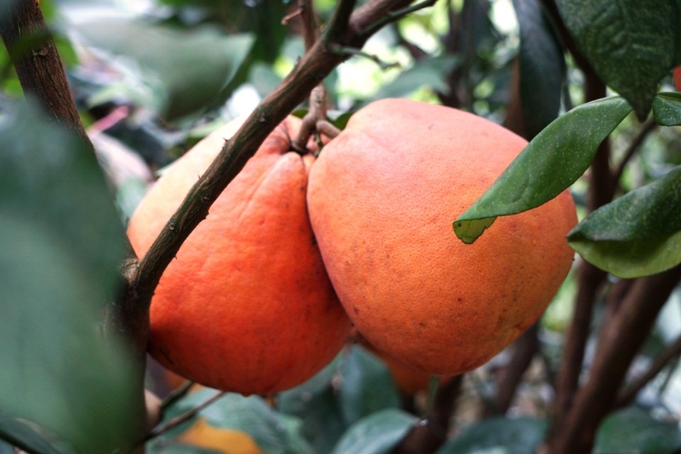 Bưởi tiến vua “cháy hàng" trước Tết - 4 Theo người trồng bưởi ở làng Luận Văn, năm nay, bưởi được mùa, giá tại vườn dao động từ 80.000 - hơn 200.000 đồng/quả. Nếu khách hàng muốn mua một đôi quả tròn, đẹp thì có giá 400.000 - 500.000 đồng.