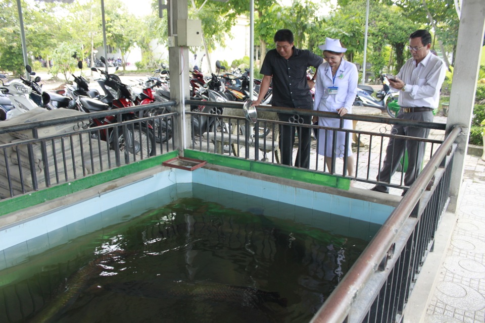 Khi những bệnh viện bắt đầu xanh - 1
Khu vực nuôi cá bằng nước thải bệnh viện Đa khoa Giá Rai (Bạc Liêu) đã qua xử lý