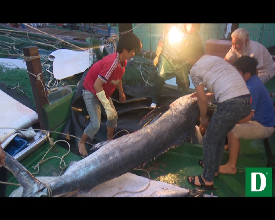 Ngư dân trúng đậm cá, thu về gần 400 triệu đồng - 4
Cùng nhau hợp sức đưa con cá khủng 2 tạ lên bờ. Con cá sau đó được bán với giá 12 triệu đồng.