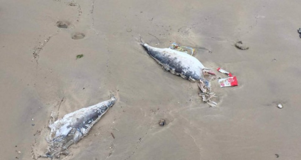 
Theo người dân, cá chết trôi vào bờ có thể do đánh mìn ngoài khơi. (Ảnh: P.T)
