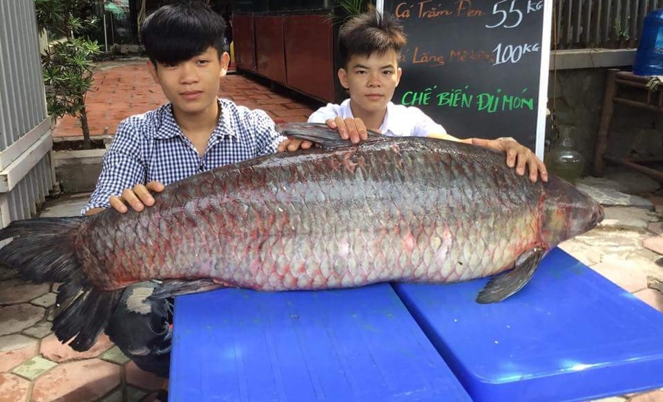 
Con cá trắm đen “khổng lồ” được một nhóm ngư dân ở huyện Yên Bình dùng lưới cao màn (lưới có 3 lớp dù) đánh bắt vào ngày 23/7/ 2017 ở hồ Thác Bà. Sau quá trình giăng lưới kỳ công, nhóm ngư dân đã bắt được con cá trắm có cân nặng lên đến 55kg, dài 1,45m.
