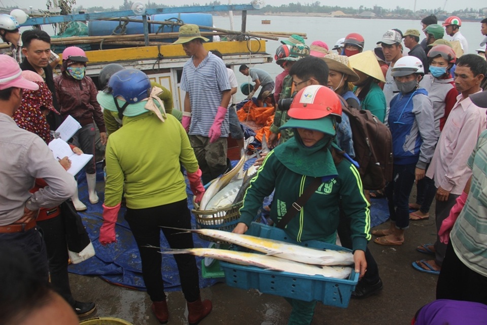 Một ngư dân đánh được cả trăm tấn cá bè, có ngay 4 tỷ đồng - 4
Lượng cá đánh bắt được trong chuyến biển lần này đã mang về cho anh Tuấn hàng tỷ đồng