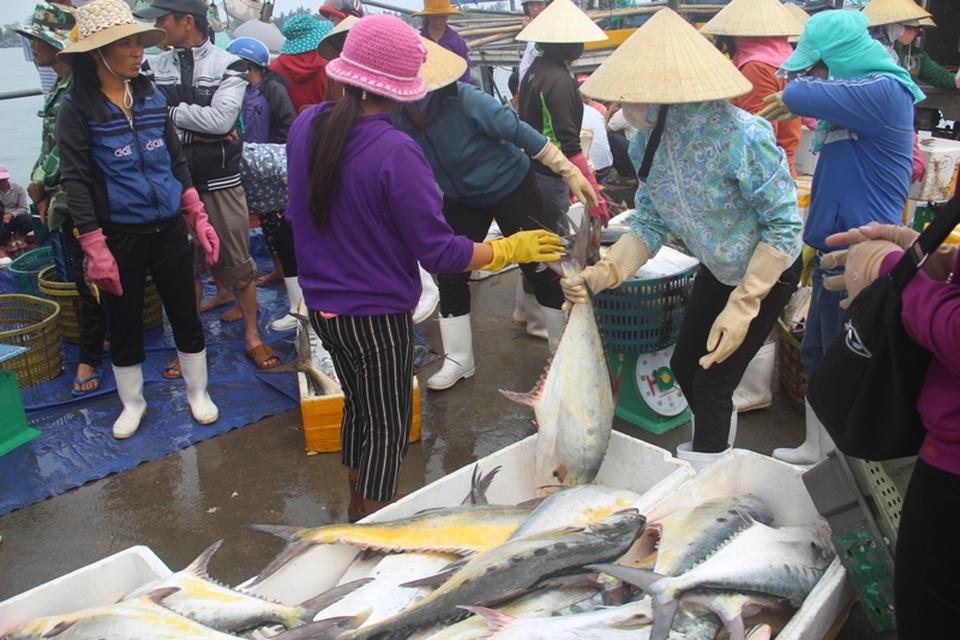 Một ngư dân đánh được cả trăm tấn cá bè, có ngay 4 tỷ đồng - 1 Mỗi con cá bè có trọng lượng từ 5-7 kg