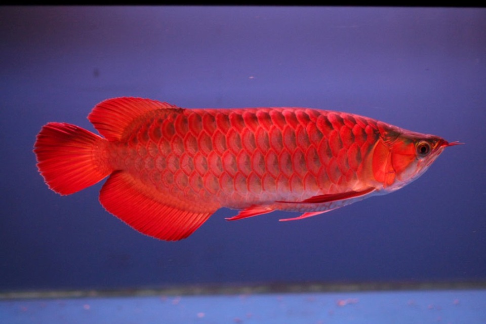 “Choáng” với thú chơi cá cảnh nghìn đô của đại gia Việt - 1 Loài cá đại gia được nhiều người ưa chuộng.