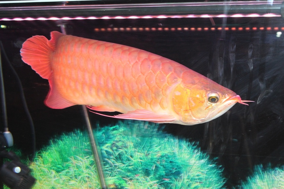 “Choáng” với thú chơi cá cảnh nghìn đô của đại gia Việt - 3 Chơi cá rồng cần đến kiến thức và khả năng về kinh tế.