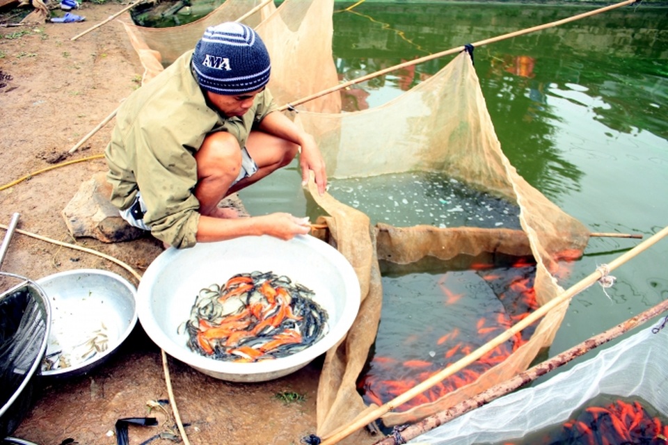 Làng chài vùng núi lãi 'khủng" nhờ nuôi cá chép đỏ - 5
Trong lúc cất lưới, ông Kỉ người dân Chợ Cá – Thủy Trầm nói: “Cái giống này nó khôn như người ấy, bắt cũng phải nhẹ nhàng thôi không chúng nó trốn mất, nhất là ở hai bên mép lưới chưa hút cạn thì phải chặn kĩ không cá nó ra hết”.