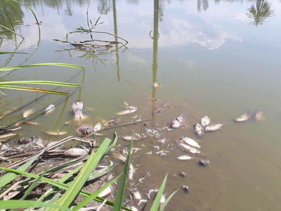 Tình trạng cá chết xuất hiện thời gian gần đây khiến người dân lo lắng, nghi ngờ có liên quan đến nguồn nước thải KCN