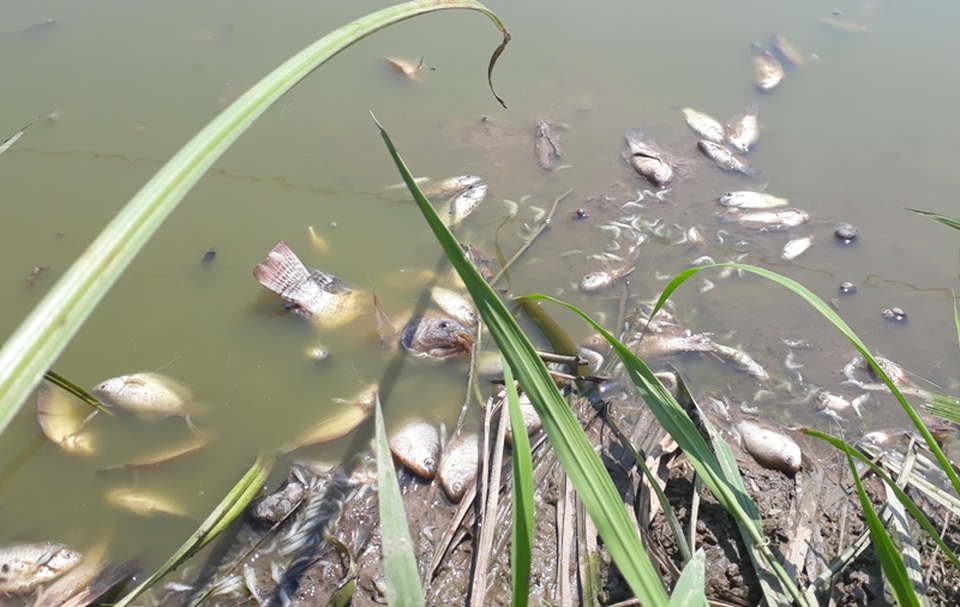 Cá chết bốc mùi hôi thối vẫn chưa được thu gom