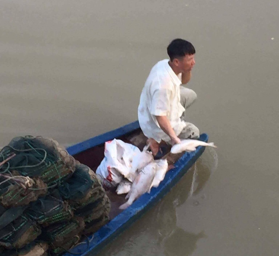 Dân bất an vì cá bỗng nhiên chết hàng loạt trên sông - 2 Người dân chèo thuyền ra vớt được hàng chục kg cá chết trên dòng sông.