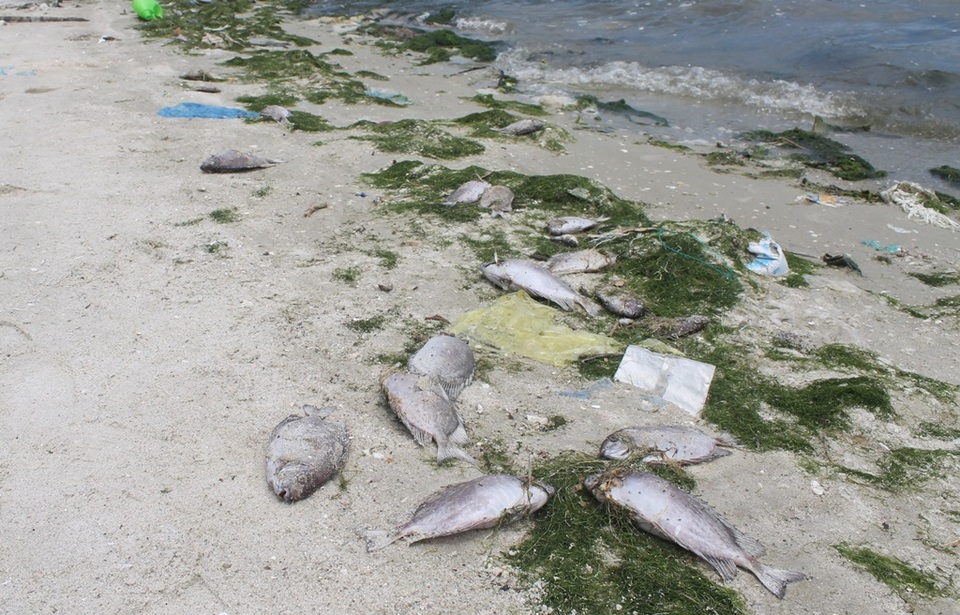 Tôm cá ở đầm Thủy Triều (huyện Cam Lâm, Khánh Hòa) chết hàng loạt sau sự cố nước thải Nhà máy Đường Khánh Hòa