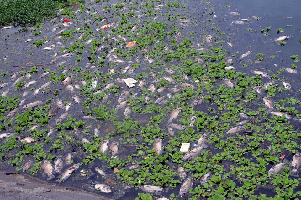 Cá chết nổi trắng hồ điều tiết - 1 Cá chết nổi trắng hồ Bàu Trảng