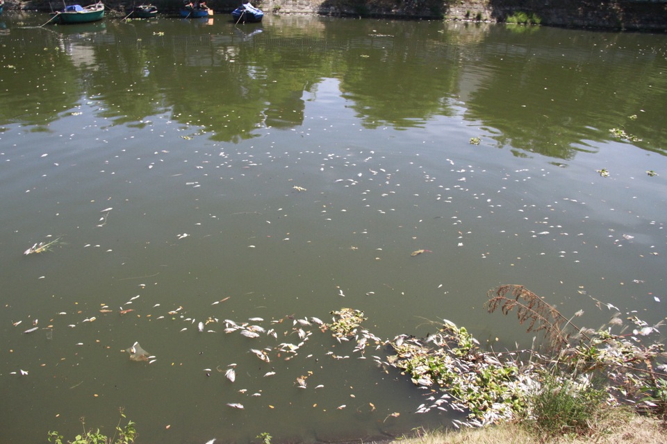 Cá chết nổi trắng sông Phú Lộc