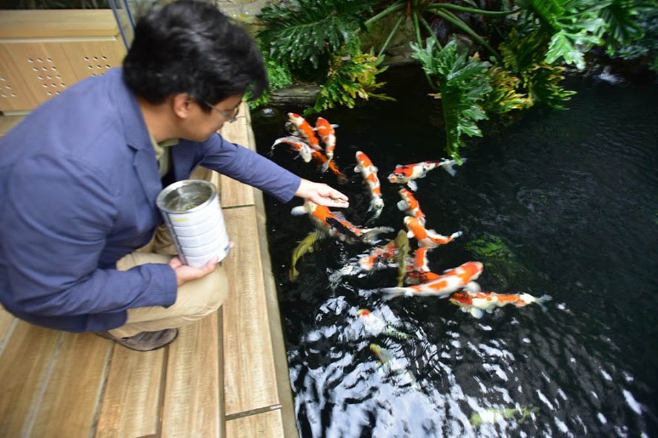 Chiêm ngưỡng hồ cá Koi "đẹp hiếm có" của dân chơi Hà Nội - 2 Bắt đầu chơi cá chép Nhật từ năm 2008, anh Dương được xem là người tiên phong cho phong trào chơi cá chép Koi ở miền Bắc, Việt Nam. Theo anh Dương, sở dĩ cá Koi hút người chơi là bởi hình dáng, thần thái sang trọng, quý phái khác biệt với các loại cá khác. Loài cá này cũng được xem là “quốc ngư” của Nhật Bản.