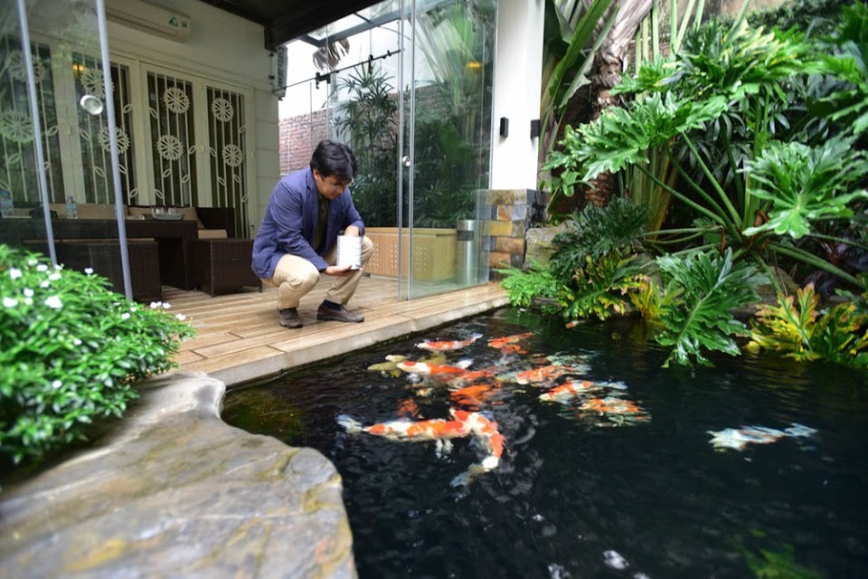 Chiêm ngưỡng hồ cá Koi "đẹp hiếm có" của dân chơi Hà Nội - 1 Anh Phạm Hoàng Dương (SN 1975, Ngọc Thụy, Gia Lâm, Hà Nội) khá nổi tiếng trong giới chơi sinh vật cảnh ở Việt Nam. Không chỉ là chủ một công ty chuyên cung cấp cá Koi cao cấp, anh Dương còn sở hữu một bộ sưu tập cá chép Nhật Bản với số lượng lớn, trong đó nhiều con Koi đẹp, độc đáo.