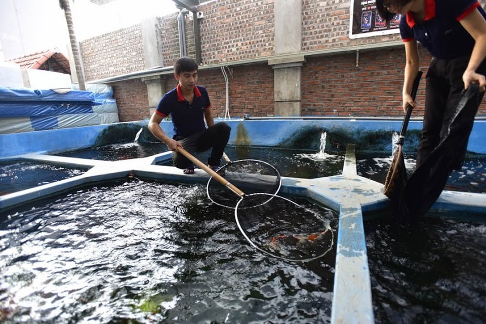 Chiêm ngưỡng hồ cá Koi "đẹp hiếm có" của dân chơi Hà Nội - 5 Chơi cá Koi quan trọng nhất theo anh Dương là phải có đam mê, hiểu biết. Một cá Koi đẹp phụ thuộc vào nhiều yếu tố, trong đó quan trọng nhất là hình thế, làn da, màu sắc và việc phân bố hoa văn trên thân cá. Koi càng có hình dáng đẹp, hoa văn độc đáo, màu sắc rõ nét càng được trả giá cao.