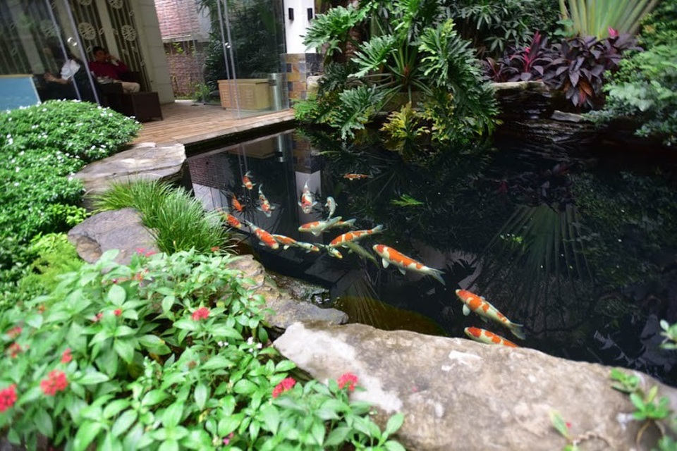 Chiêm ngưỡng hồ cá Koi "đẹp hiếm có" của dân chơi Hà Nội - 6 Bể cá Koi này được anh Dương hoàn thiện vào đầu năm 2017, với diện tích mặt hồ và cảnh quan xung quanh vào khoảng 80m2. Hiện tại, bể cá nuôi khoảng 30 Koi với kích thước từ 30 – 70cm, trong đó quy tụ nhiều loại khác nhau như: Shiro Bekko (trắng pha đen), Chagoi (vảy ánh quang lấp lánh...), Sanke (trắng pha đỏ - đen)…