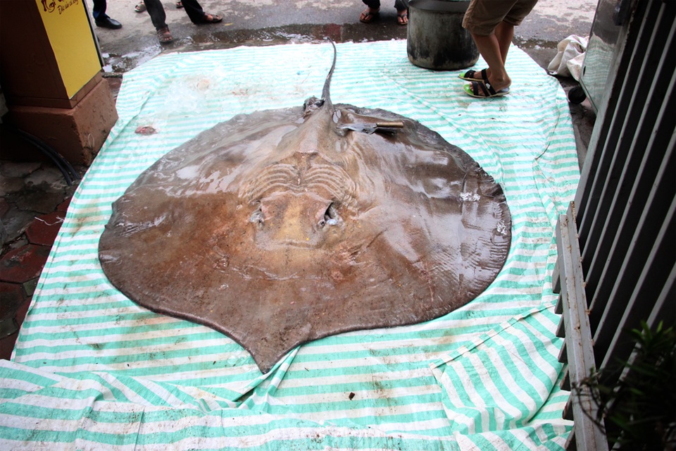 Cá đuối nước ngọt "khủng" nặng 216 kg từ Thái Lan về Hà Nội - 1 Con cá đuối nặng tới 216kg, dài 3,2m, rộng 1,9m.