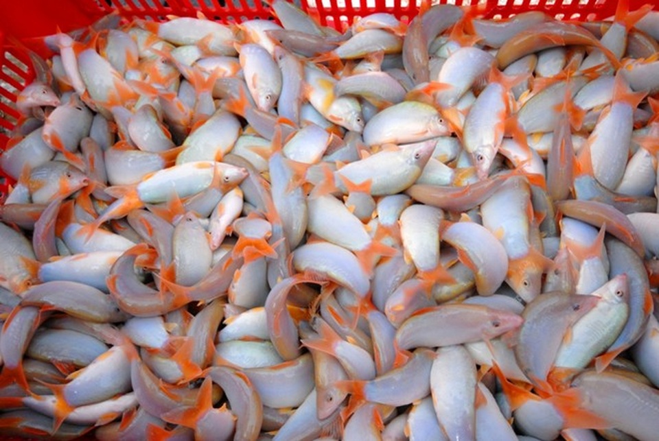 Về miền Tây mùa nước nổi thưởng thức cá heo - 1 Những con cá heo vùng nước ngọt có màu sắc rất đẹp (Ảnh: vietnamnet)
