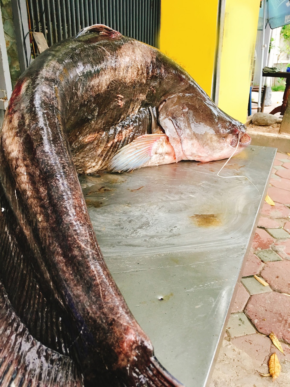Cá ăn thịt nặng hơn 60 kg được đưa từ Biển Hồ về Hà Nội - 4
Hình ảnh cá leo khủng tại Hà Nội