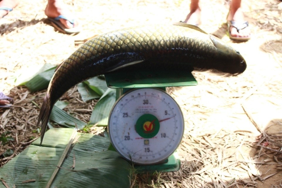 Hàng tấn cá lồng chết trên sông Bồ - 2
Cá có trọng lượng trung bình trên 5kg mỗi con mà chết hàng loạt, khiến người dân xót xa.