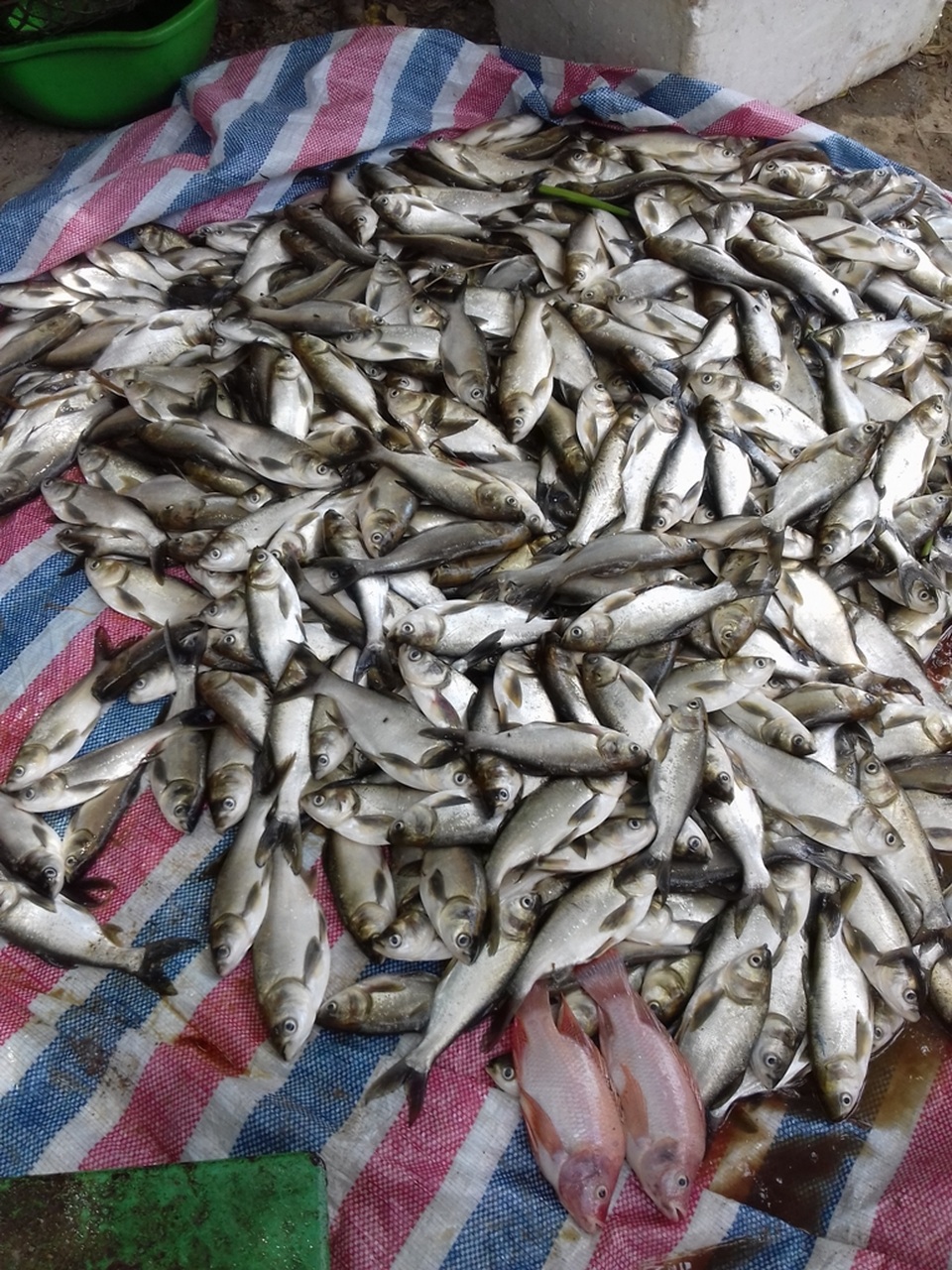 
Hiện tượng cá chết vẫn đang tiếp diễn
