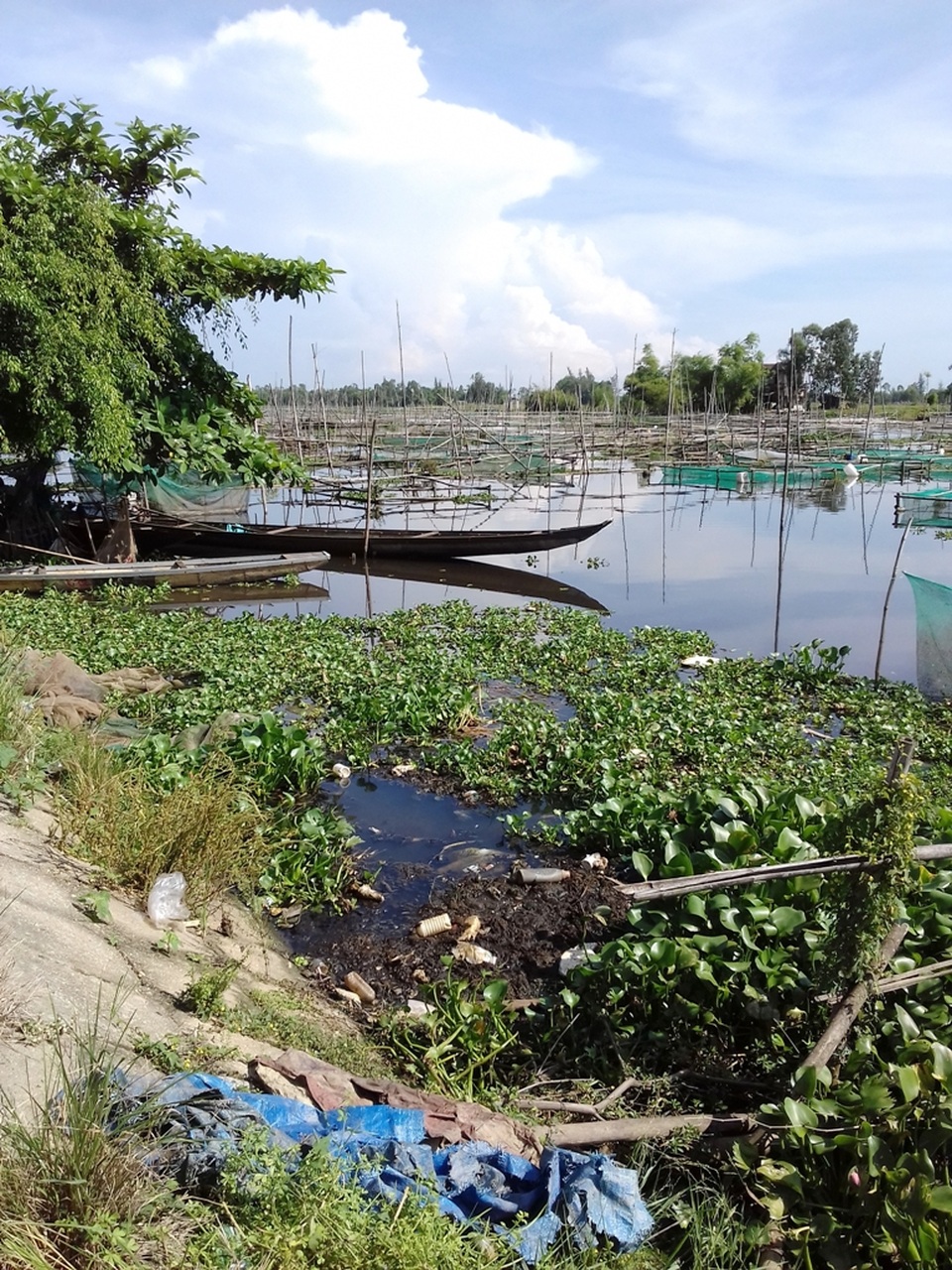 Mật độ lồng nuôi dày, cá nuôi trong lồng dày, bèo lục bình dày... đã dẫn đến cá chết