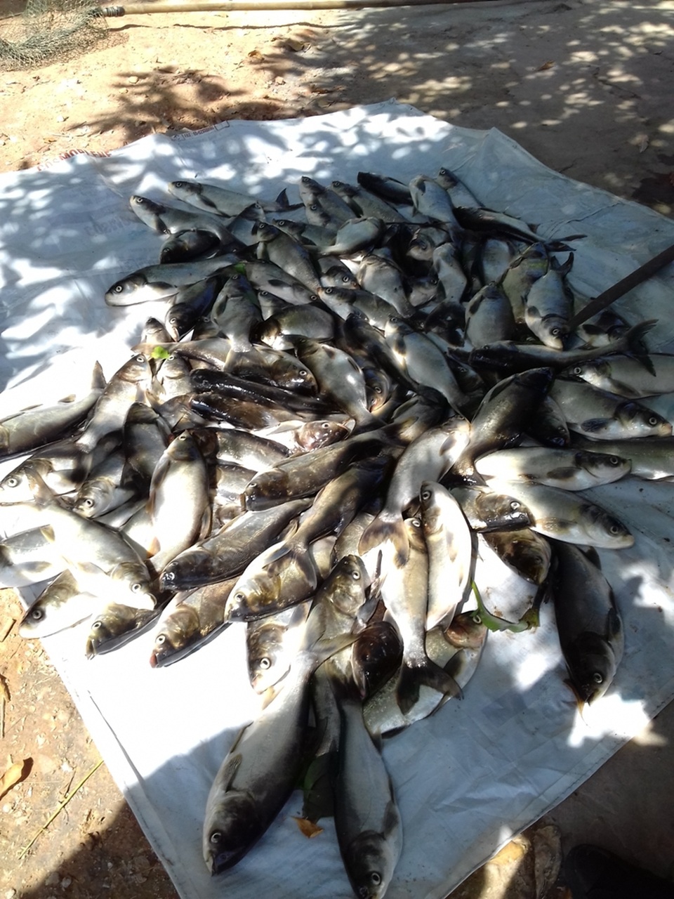 
Cá chết tại xã Thủy Tân, thị xã Hương Thủy
