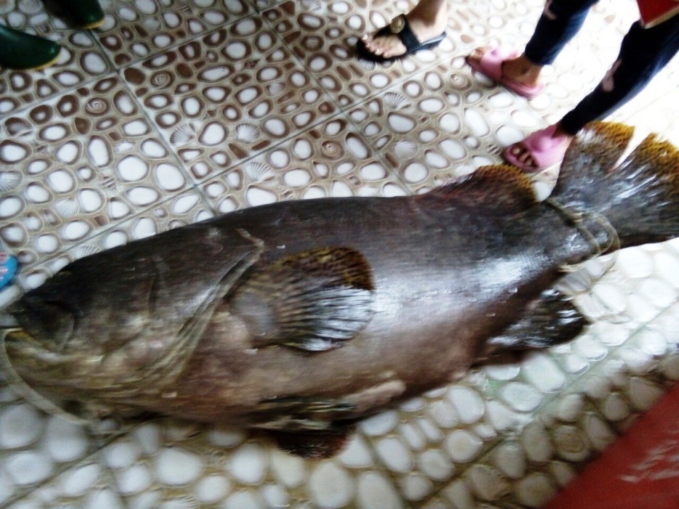 Ngư dân Phú Quốc bắt được cá mú "khủng" 55 kg - 1 Con cá mú được một ngư dân ở Phú Quốc đánh bắt được nặng đến 55kg
