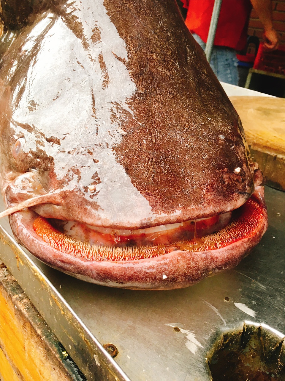 Cá ăn thịt nặng hơn 60 kg được đưa từ Biển Hồ về Hà Nội - 2
Miệng cá leo rất rộng và có hàm răng chi chít, ngọn hoắt.