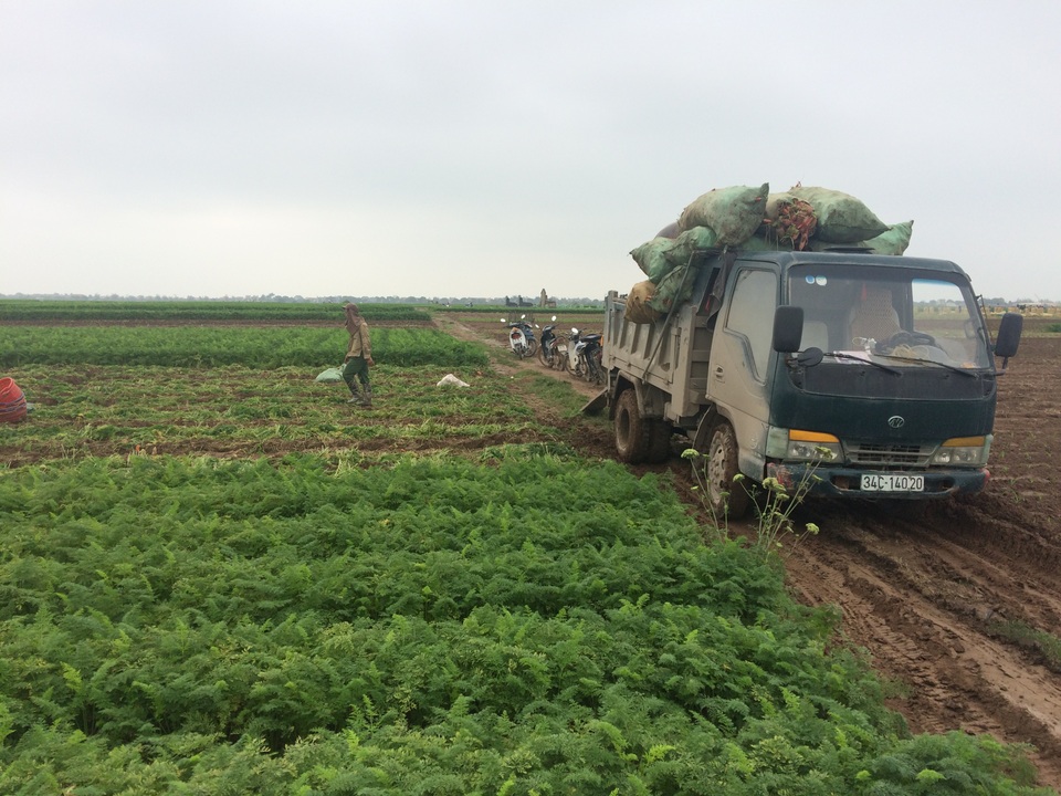 Thương lái vào tận ruộng thu mua