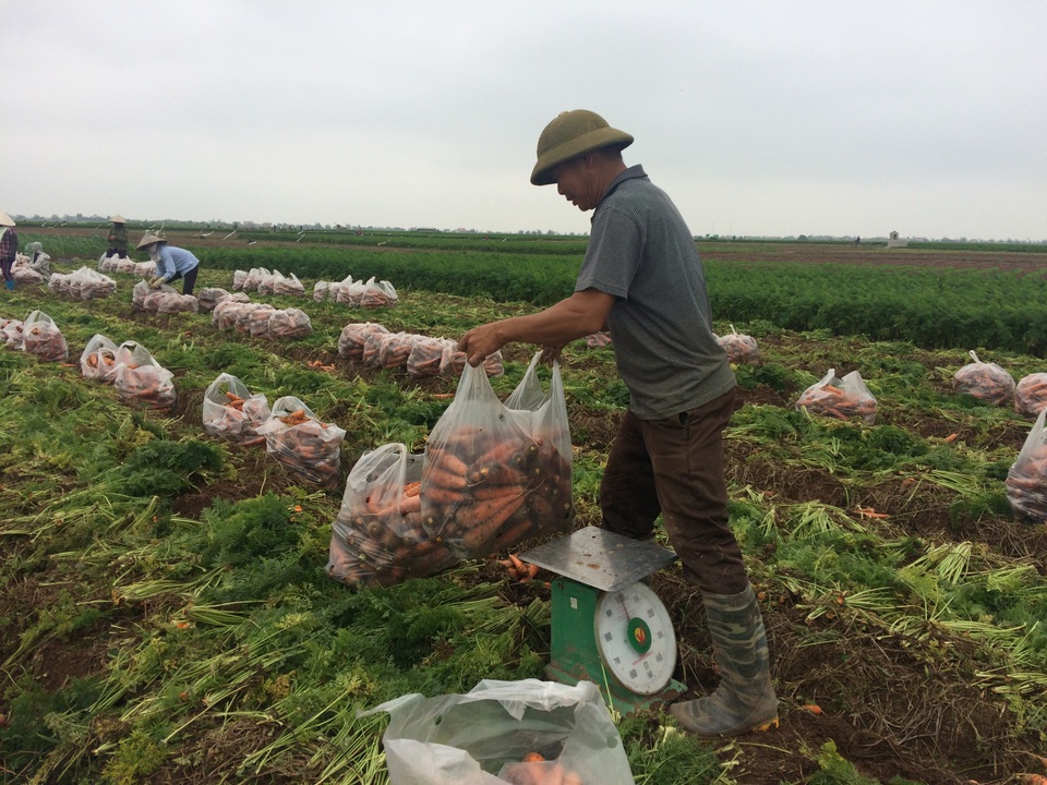 Cà rốt loại 1 được xếp sẵn vào túi có trọng lượng bằng nhau chờ thương lái đến thu mua