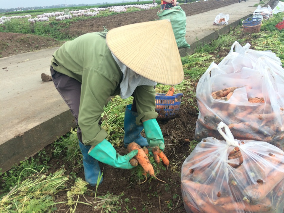 Người thu mua đang đi nhặt cà rốt thải loại