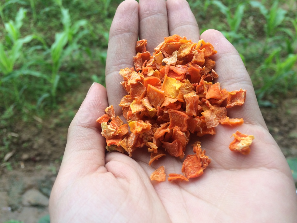 Đầu vụ phải mất 12kg cà rốt tươi mới được 1kg cà rốt khô này, thời điểm này chỉ mất 10 - 10,5kg tươi để ra 1 kg khô