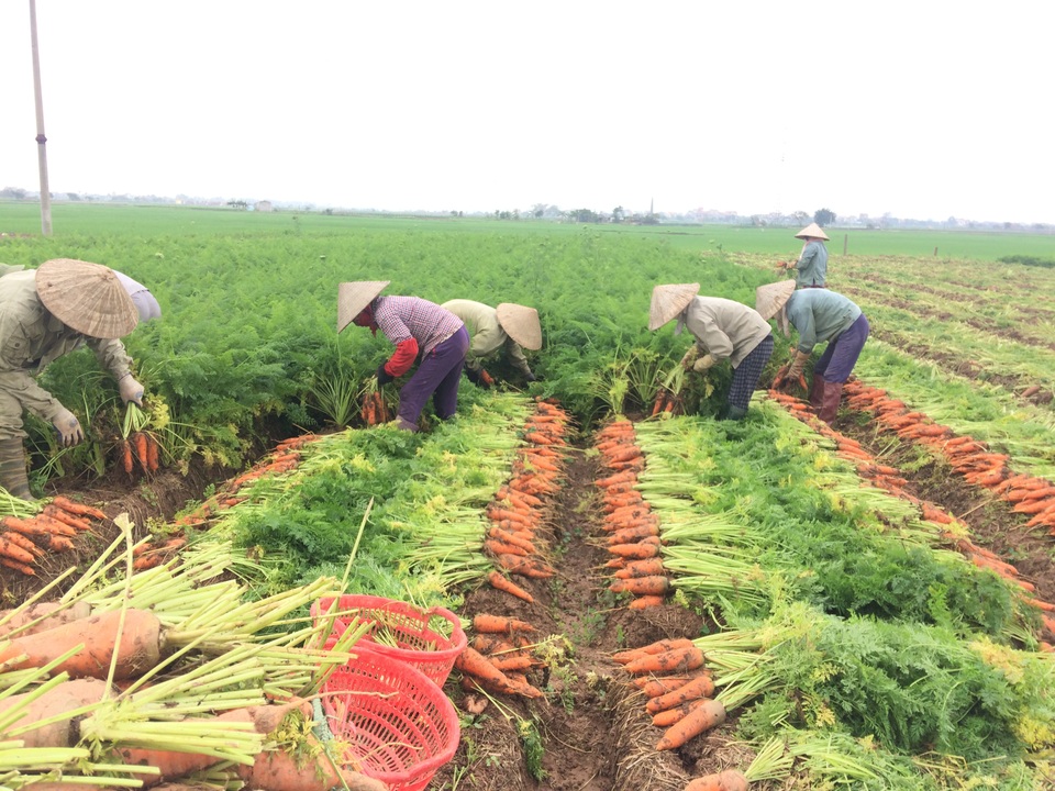 Bà con đang thu hoạch cà rốt
