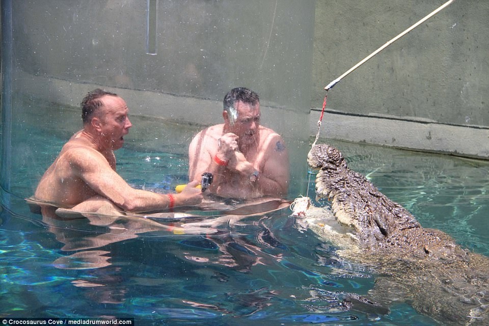 Hốt hoảng xem cá sấu ăn thịt