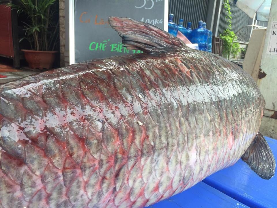 Chi hàng chục triệu đưa cá trắm đen 55kg từ Yên Bái về Hà Nội - 2 Chi hàng chục triệu đưa cá trắm đen 55kg từ Yên Bái về Hà Nội - 2