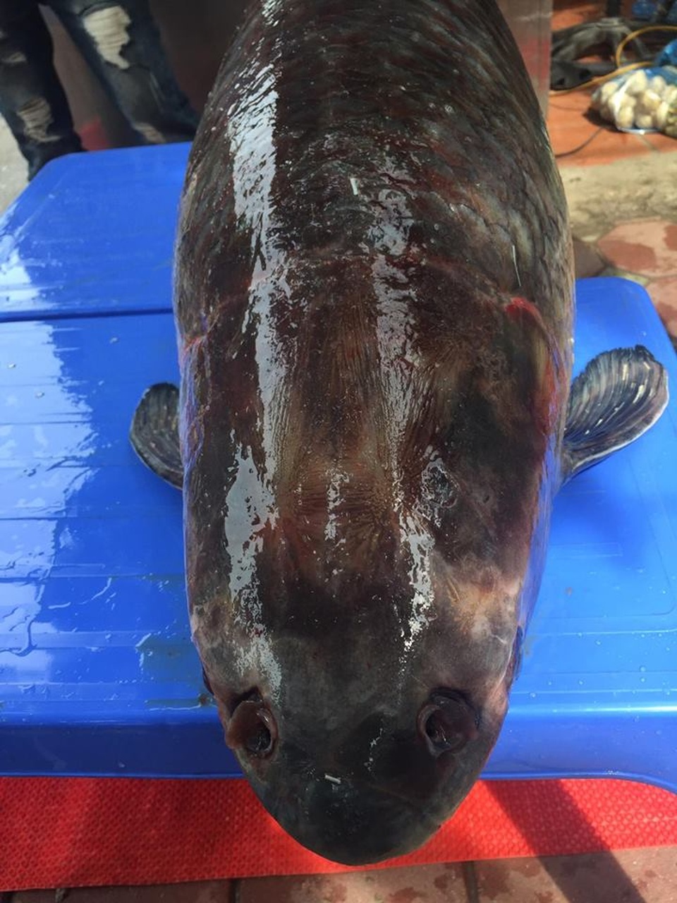 Chi hàng chục triệu đưa cá trắm đen 55kg từ Yên Bái về Hà Nội - 3 Chi hàng chục triệu đưa cá trắm đen 55kg từ Yên Bái về Hà Nội - 3