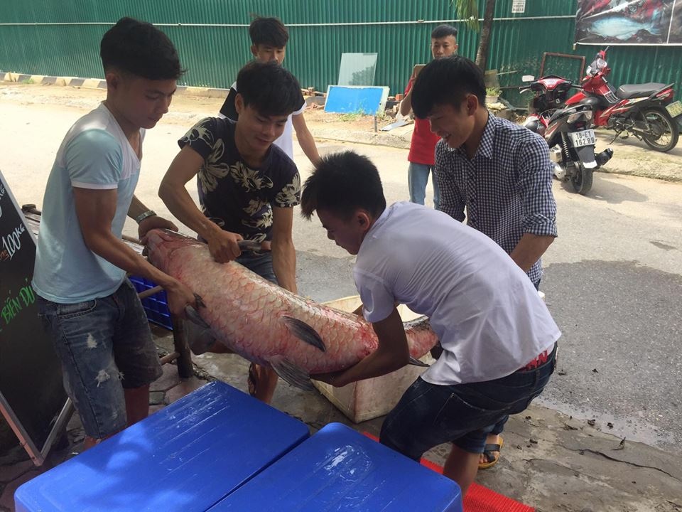 Chi hàng chục triệu đưa cá trắm đen 55kg từ Yên Bái về Hà Nội - 4 Phải nhiều người mới khiêng được con cá lên bàn.
