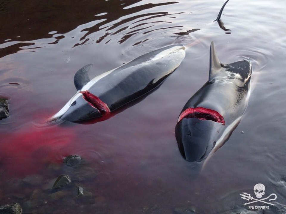 Kinh hoàng cảnh tượng hàng trăm con cá voi, cá heo bị giết ở quần đảo Faroe - 1