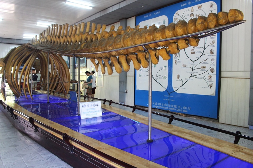 Cận cảnh bộ xương cá voi lưng gù dài 18m, nặng 10 tấn ở Nha Trang - 10 Phần đuôi cá voi lưng gù khủng